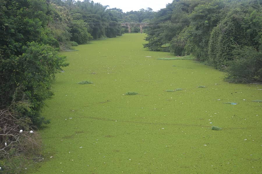 ಕೊಳಚೆ ನೀರಿನಿಂದ ತುಂಬಿ, ಹಸಿರು ಬಣ್ಣಕ್ಕೆ ತಿರುಗಿರುವ ಲಕ್ಷ್ಮಣತೀರ್ಥ ನದಿ