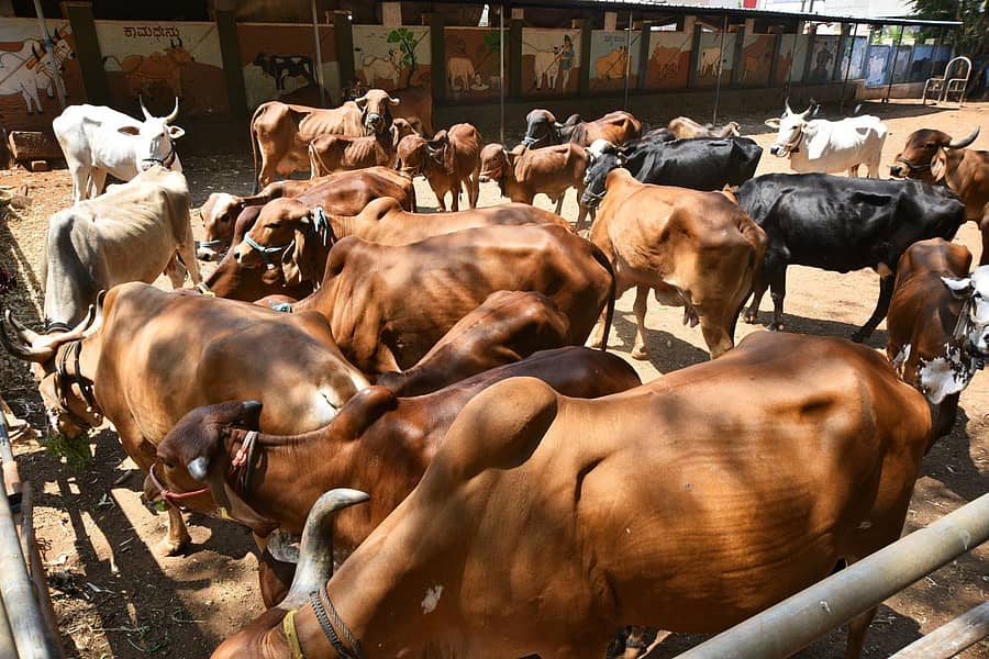 ಹುಬ್ಬಳ್ಳಿಯ ಗೋಶಾಲೆಯೊಂದರ ದೃಶ್ಯ ಪ್ರಜಾವಾಣಿ ಚಿತ್ರ/ತಾಜುದ್ದೀನ್‌ ಆಜಾದ್