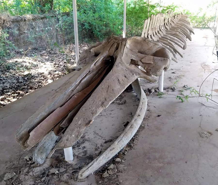 ಕಾರವಾರದ ಮತ್ಸ್ಯಾಲಯದ ಆವರಣದಲ್ಲಿರುವ ತಿಮಿಂಗಿಲದ ಅಸ್ತಿಪಂಜರ