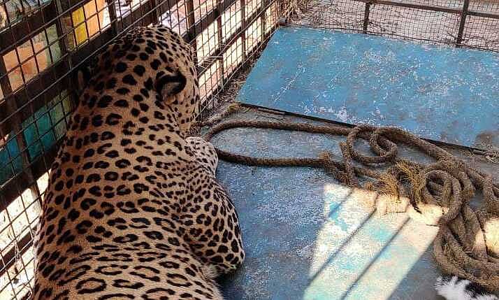 ಬೋನಿನಲ್ಲಿ ಬುಧವಾರ ಮುಂಜಾನೆ ಚಿರತೆ ಸೆರೆ ಸಿಕ್ಕಿದೆ..