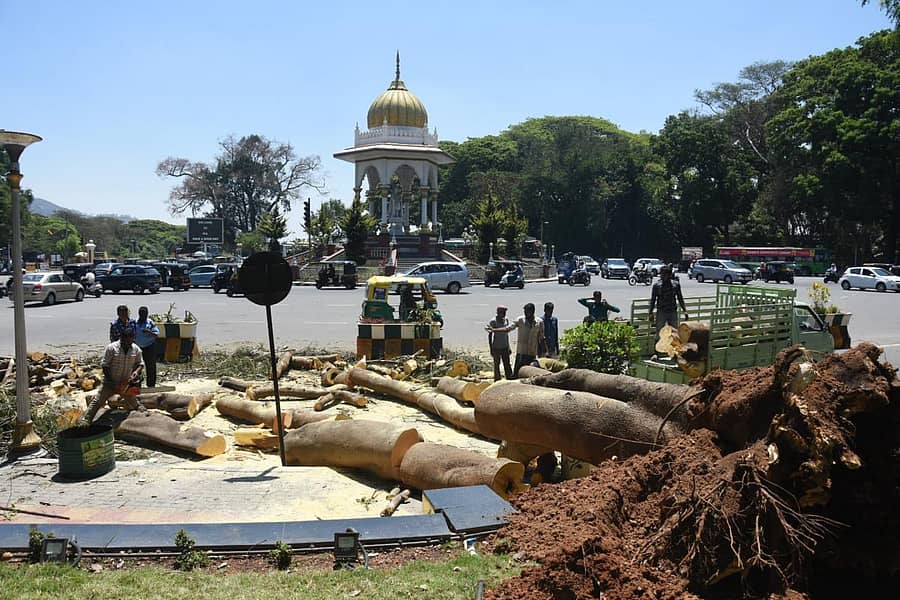 ಮೈಸೂರಿನ ಹಾರ್ಡಿಂಚ್ ವೃತ್ತದಲ್ಲಿ ಶನಿವಾರ ಮುಂಜಾನೆ ಉರುಳಿ ಬಿದ್ದ ಮರವನ್ನು ಪಾಲಿಕೆಯ ಅಭಯ್ ರಕ್ಷಣಾ ತಂಡವು ತೆರವುಗೊಳಿಸಿತು