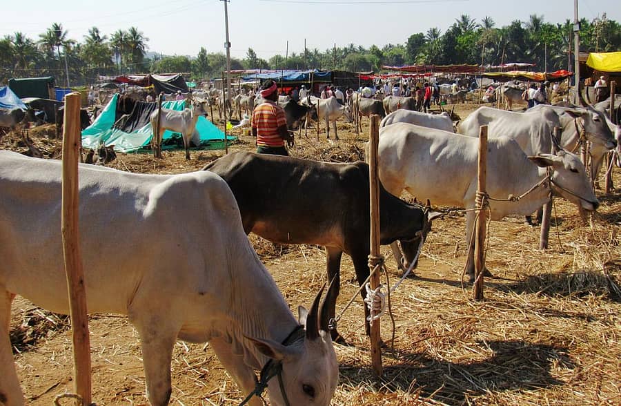 ಮಧುಗಿರಿ ದಂಡಿನ ಮಾರಮ್ಮ ದೇವಿ ಜಾತ್ರೆಯಲ್ಲಿ ಹಳ್ಳಿಕಾರ್ ರಾಸುಗಳು