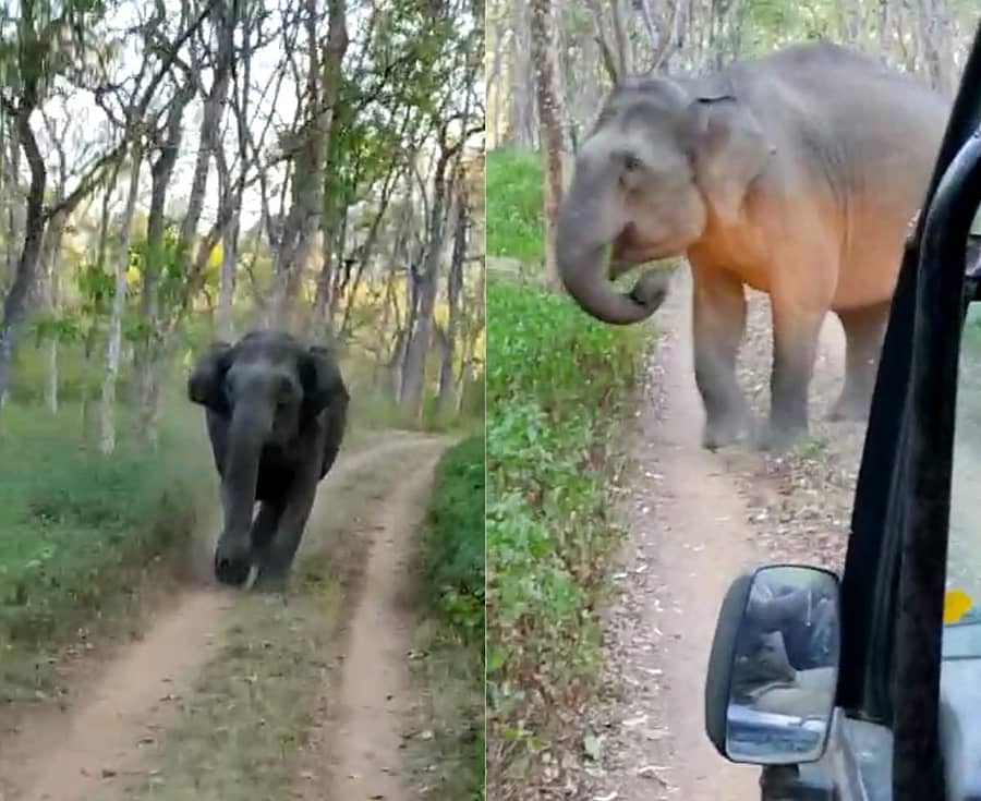 ಹಿಂಭಾಗದಿಂದ ಅಟ್ಟಿಸಿಕೊಂಡು ಬಂದ ಹೆಣ್ಣಾನೆ (ಎಡ ಚಿತ್ರ), ವಾಹನದ ಮುಂಭಾಗ ಅಡ್ಡಬಂದ ಮತ್ತೊಂದು ಹೆಣ್ಣಾನೆ (ವಿಡಿಯೊ ಚಿತ್ರ)