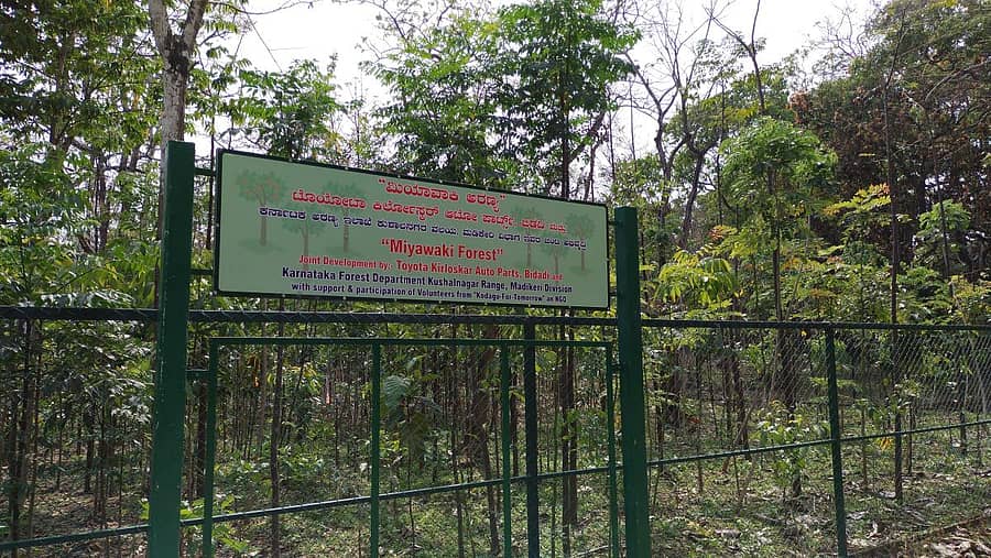ಕುಶಾಲನಗರದ ನಿಸರ್ಗಧಾಮದಲ್ಲಿ ಬೆಳೆಸಿರುವ ‘ಮಿಯಾವಾಕಿ ವನ’