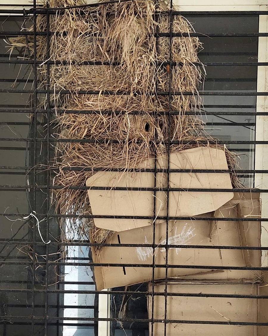 ಬಾಗೇಪಲ್ಲಿ ಸರ್ಕಾರಿ ಪ್ರಥಮ ದರ್ಜೆ ಕಾಲೇಜಿನ ಕಿಟಕಿಯಲ್ಲಿ ಗುಬ್ಬಚ್ಚಿಗಳು ಗೂಡು ಕಟ್ಟಿರುವುದು