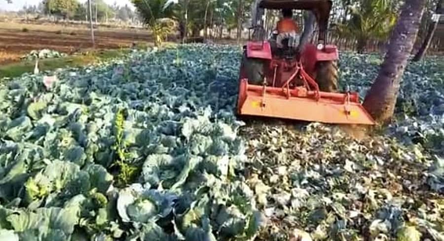 ಚಿಕ್ಕಮಗಳೂರು ತಾಲ್ಲೂಕಿನ ಹಿರೇಗೌಜದ ಹೊಲದಲ್ಲಿ ಬೆಳೆದಿದ್ದ ಎಲೆಕೋಸು ಬೆಳೆಯನ್ನು ಟ್ರಾಕ್ಟರ್ ಬಳಸಿ ಮಣ್ಣುಪಾಲು ಮಾಡಿದರು.