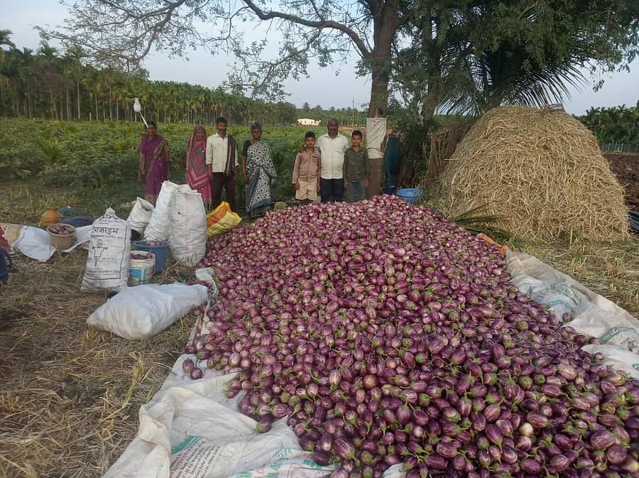 ಮುಳುಗಾಯಿ ಬೆಳೆದ ರೈತ ಬಸವರಾಜ್‌