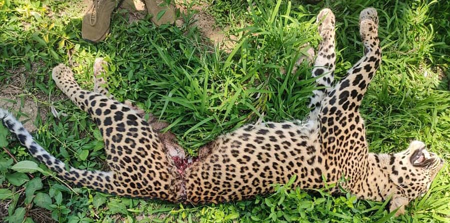 ಚಿಕ್ಕಮಗಳೂರು ತಾಲ್ಲೂಕಿನ ಕೆಳಗಣೆ ಗ್ರಾಮದ ಬಳಿ ಎಸ್ಟೇಟ್ನಲ್ಲಿ ಉರುಳಿಗೆ ಸಿಲುಕಿ ಮೃತಪಟ್ಟಿರುವುದು.