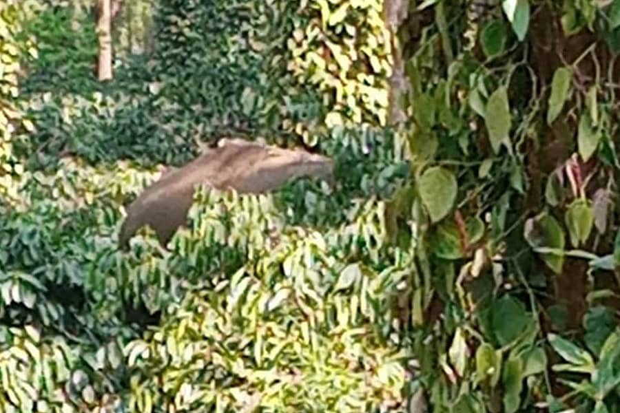 ಸುಂಟಿಕೊಪ್ಪ ಸಮೀಪದ ಎಮ್ಮೆಗುಂಡಿ ತೋಟದಲ್ಲಿ ಕಾಡಾನೆಯೊಂದು ತೋಟದಲ್ಲಿ ಸಂಚರಿಸಿದ ದೃಶ್ಯ