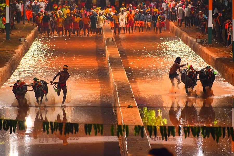 ಕಕ್ಯಪದವು ಮೈರ 'ಸತ್ಯ-ಧಮ೯ ' ಜೋಡುಕರೆ ಕಂಬಳ ದೖಶ್ಯ.