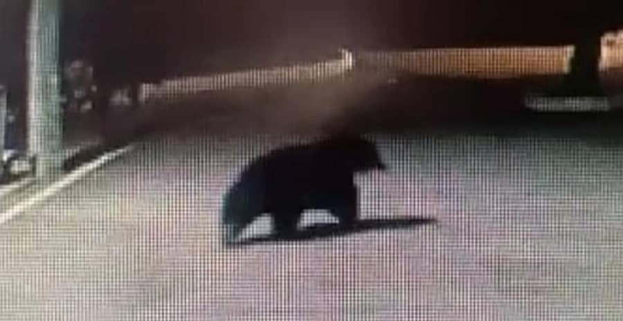 ಕಾಚನಾಯಕನಹಳ್ಳಿಯ ಬಳಿ ಸಿಸಿಟಿವಿಯೊಂದರಲ್ಲಿ ಪತ್ತೆಯಾಗಿರುವ ಕರಡಿ