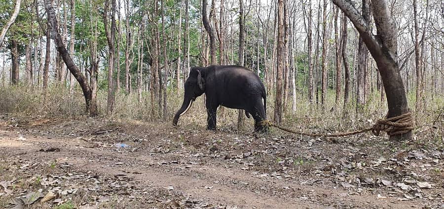 ವರ್ಷದ ಬಳಿಕ ಪತ್ತೆಯಾದ ‘ಕುಶ’ ಆನೆ  