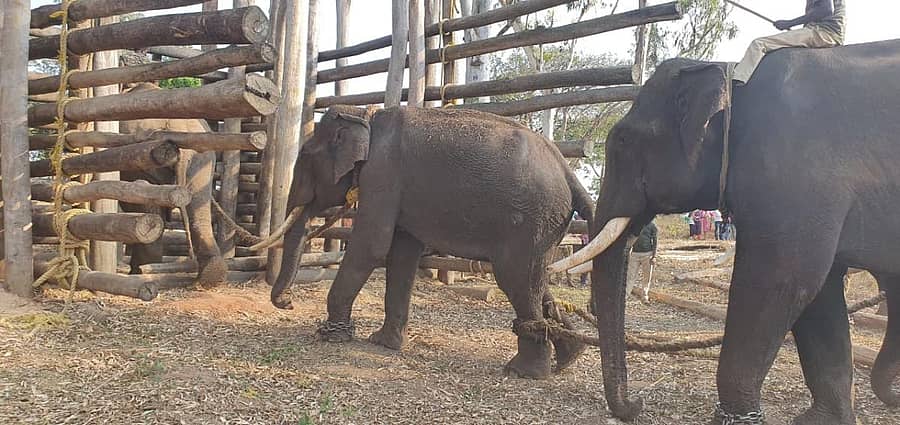‘ಕುಶ’ ಆನೆಯನ್ನು ಕ್ರಾಲ್‌ಗೆ ಕಳುಹಿಸುತ್ತಿರುವ ದೃಶ್ಯ