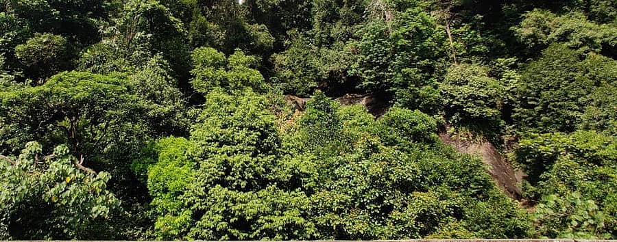 ಕುದುರೆಮುಖ ರಾಷ್ಟ್ರೀಯ ಉದ್ಯಾನದ ನಿತ್ಯಹರಿದ್ವರ್ಣ ಕಾಡು