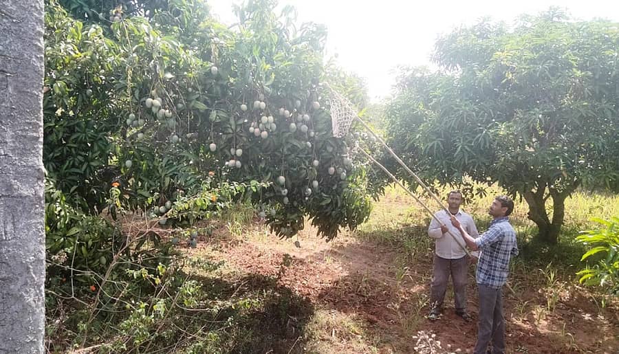 ಅಜ್ಜಂಪುರ ತಾಲ್ಲೂಕಿನ ಸೊಕ್ಕೆ ತೋಪುಗಳಲ್ಲಿ ಮರದ ತುಂಬ ಇರುವ ಕಾಯಿ