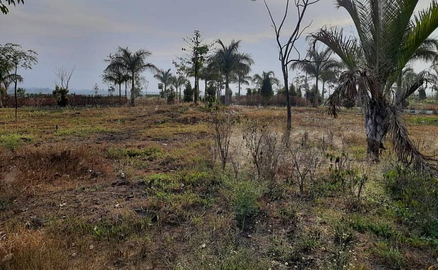 ಮಳವಳ್ಳಿ ಕೆರೆ ದಂಡೆಯಲ್ಲಿರುವ ಪಾರ್ಕ್ನಲ್ಲಿ ನೀರಿಲ್ಲದೆ ಗಿಡಗಳು ಒಣಗಿರುವುದು