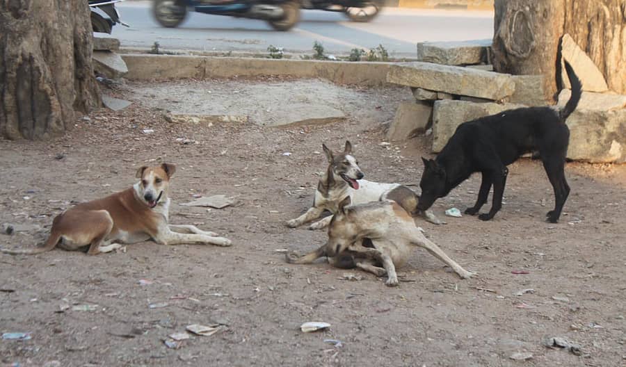 ಕೋಲಾರದ ಎಂ.ಬಿ ರಸ್ತೆಯ ಬಳಿ ಬೀದಿ ನಾಯಿಗಳ ಹಿಂಡು.