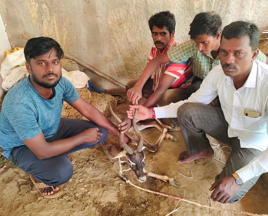 ನಾಯಿಗಳ ದಾಳಿಗೆ ತುತ್ತಾದ ಕೃಷ್ಣಮೃಗ