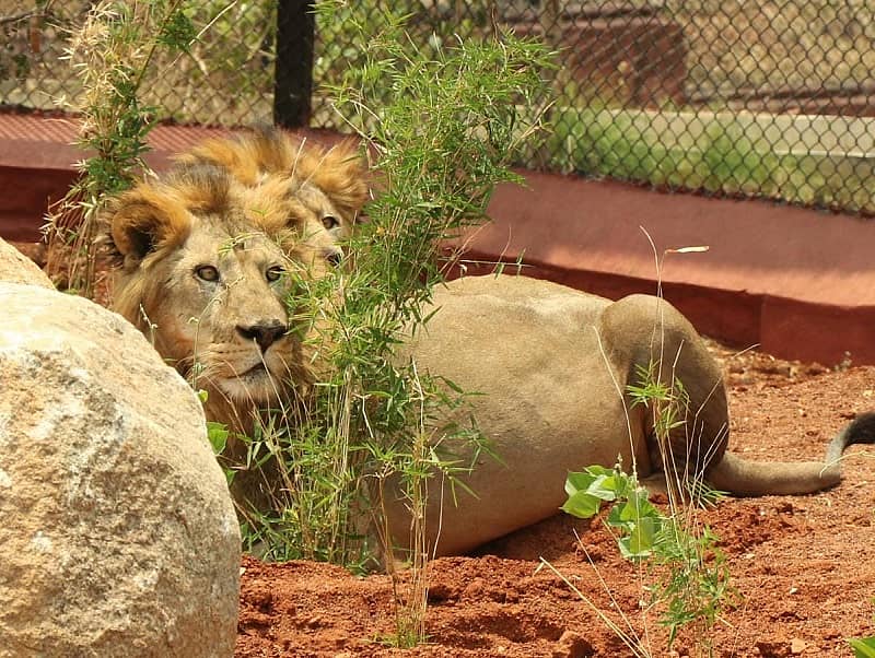 ಮೃಗಾಲಯದಲ್ಲಿರುವ ಜೋಡಿ ಸಿಂಹಗಳು