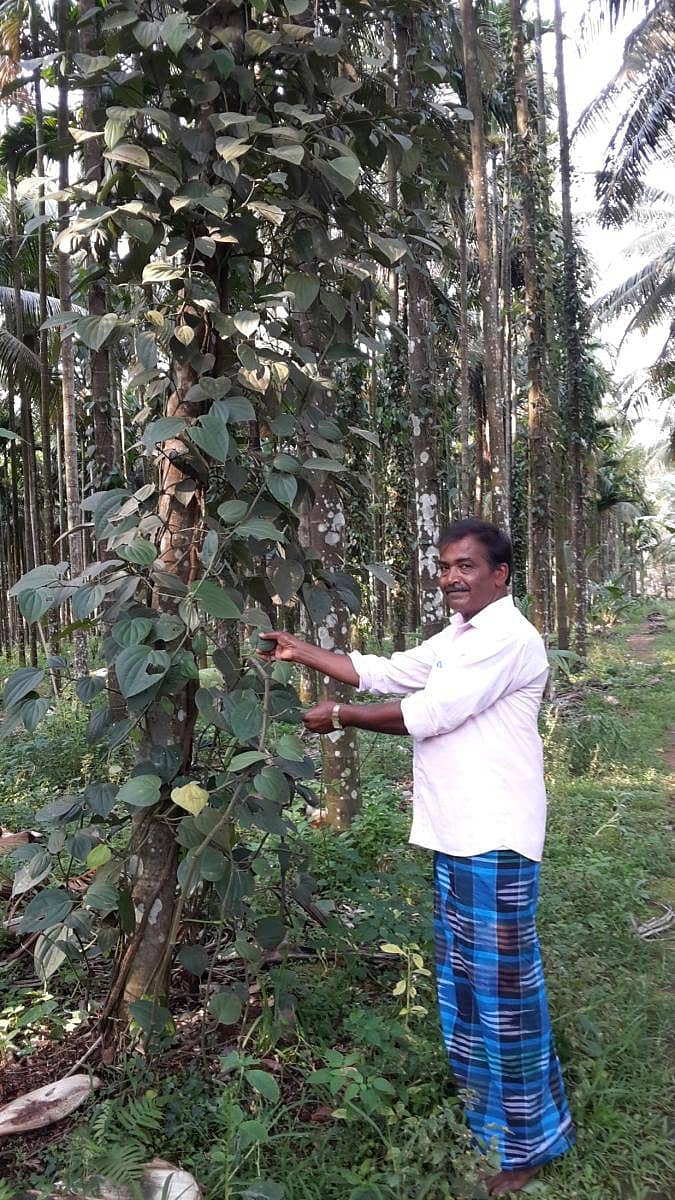 ಸಾಗರ ತಾಲ್ಲೂಕಿನ ಹಿರೇನೆಲ್ಲೂರು ಸಮೀಪದ ಸಣ್ಣಮನೆ ಗ್ರಾಮದ ಕೃಷಿಕ ಚಂದ್ರಶೇಖರ್