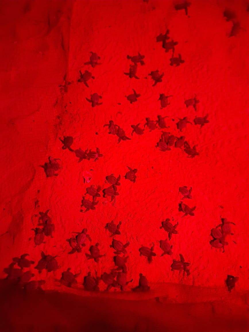 ಮೊಟ್ಟೆಯೊಡೆದು ಹೊರಬಂದ ಕಡಲಾಮೆ ಮರಿಗಳು