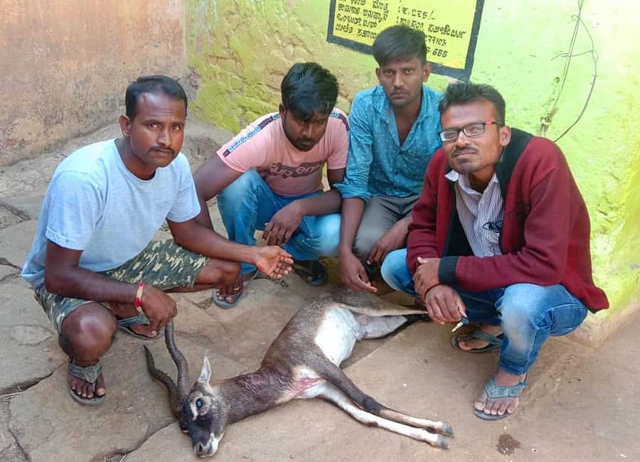 ಶಿಡ್ಲಘಟ್ಟ ತಾಲ್ಲೂಕಿನ ಪಲಿಚೇರ್ಲು ಗ್ರಾಮದ ಅರಣ್ಯದಿಂದ ಗ್ರಾಮದ ಬಳಿ ಬಂದಿದ್ದ ಕೃಷ್ಣಮೃಗವು ನಾಯಿಗಳ ದಾಳಿಗೆ ಬಲಿಯಾಯಿತು