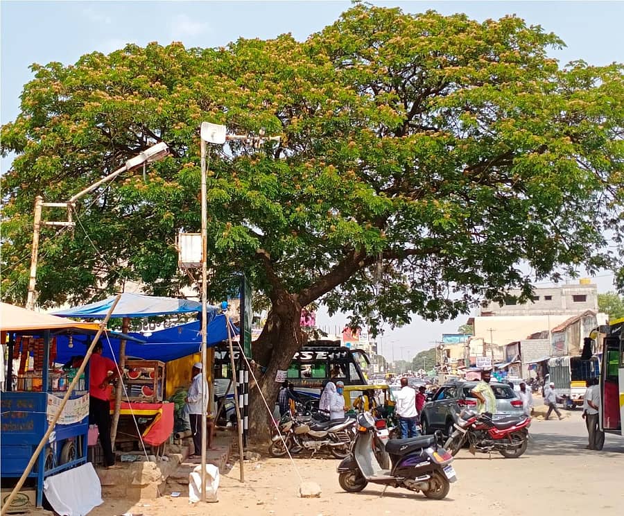 ಕುಣಿಗಲ್ನ ಹುಚ್ಚಮಾಸ್ತಿಗೌಡ ವೃತ್ತದಲ್ಲಿ ನೆರಳು ನೀಡುತ್ತಿರುವ ಮರ