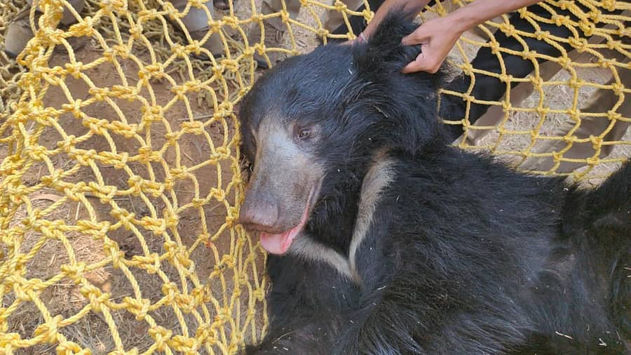 ಬೋನಿಗೆ ಬಿದ್ದಿರುವ ಕರಡಿ