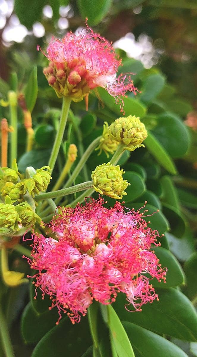 ಯುಗಾದಿಗೆ ಆಗಮಿಸುವ ವಸಂತ, (ಋತು) ಚೈತ್ರದ ಚಿಗುರುಗಳ ಮೂಲಕ ಪಲ್ಲವಿಸಿ ಪುಷ್ಪಗಳ ಮೂಲಕ ಪ್ರಕೃತಿಗೆ ಚೆಲುವು ತುಂಬುತ್ತಾನೆ