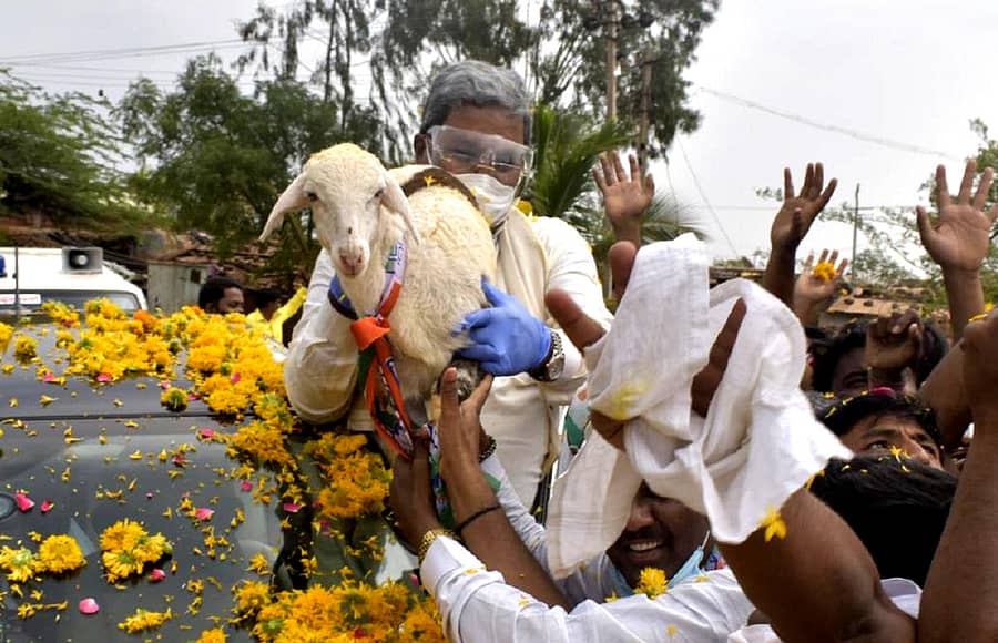 ಬಸವಕಲ್ಯಾಣ ತಾಲ್ಲೂಕಿನ ಸಸ್ತಾಪುರದಲ್ಲಿ ಸೋಮವಾರ ನಡೆದ ಉಪ ಚುನಾವಣೆಯ ಕಾಂಗ್ರೆಸ್ ಪ್ರಚಾರ ಸಭೆಗೆ ಬಂದಿದ್ದ ಸಿದ್ದರಾಮಯ್ಯ ಅವರಿಗೆ ಅಭಿಮಾನಿಗಳು ಕಾಣಿಕೆಯಾಗಿ ಕುರಿ ನೀಡಿದರು