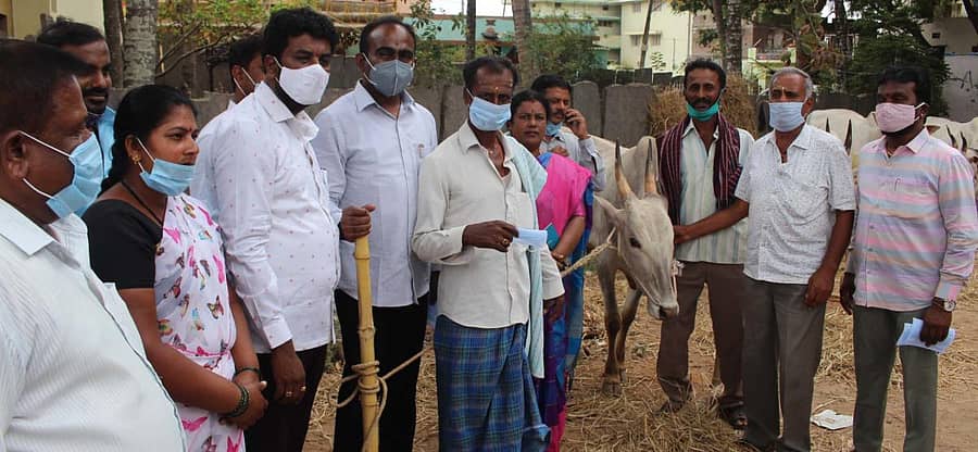 ಮಾಗಡಿಯ ರಂಗನಾಥಸ್ವಾಮಿ ದನಗಳ ಜಾತ್ರೆಯಲ್ಲಿ ಶಾಸಕ ಎ. ಮಂಜುನಾಥ ರೈತರಿಗೆ ಮಾಸ್ಕ್ ವಿತರಿಸಿದರು