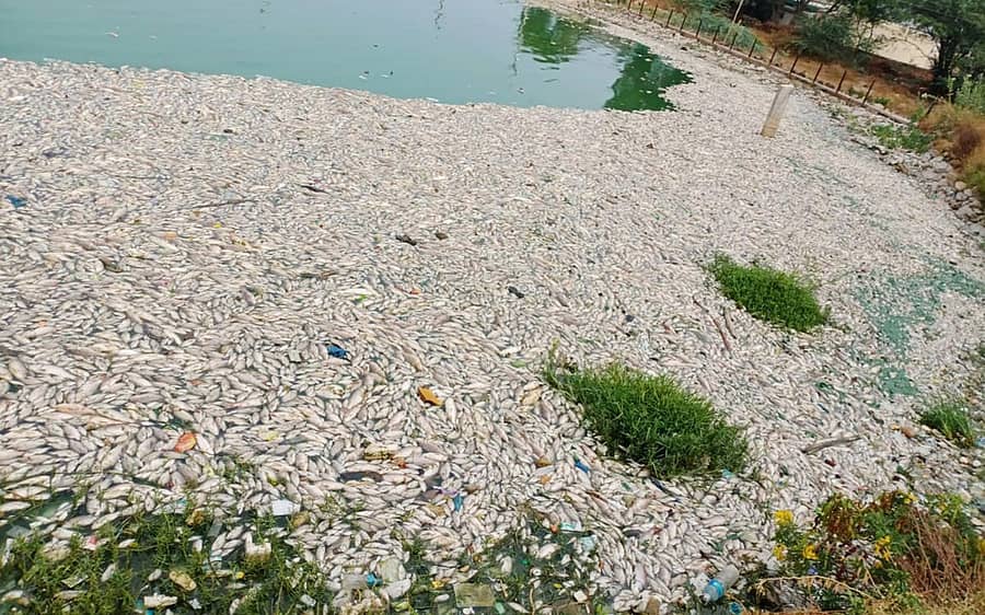 ಚಿತ್ರದುರ್ಗದ ಮಲ್ಲಾಪುರ ಕೆರೆಯಲ್ಲಿ ಗುರುವಾರ ಕಣ್ಣಾಯಿಸಿದಷ್ಟು ದೂರ ಮೃತಪಟ್ಟ ಮೀನಿನ ರಾಶಿ 