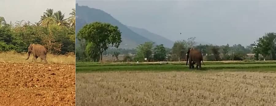 ಕೊಳ್ಳೇಗಾಲ ತಾಲ್ಲೂಕಿನ ವಿವಿಧ ಗ್ರಾಮಗಳ ಕೃಷಿ ಜಮೀನುಗಳಲ್ಲಿ ಓಡಾಡಿದ ರೇಡಿಯೊ ಕಾಲರ್ ಅಳವಡಿಸಿರುವ ಗಂಡಾನೆ (ವಿಡಿಯೊ ಚಿತ್ರಗಳು)