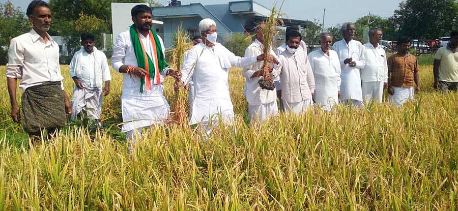 ಸಿಂಧನೂರು ತಾಲ್ಲೂಕಿನ ಶ್ರೀನಿವಾಸ ಕ್ಯಾಂಪಿನಲ್ಲಿ ಅಕಾಲಿಕ ಆಲಿಕಲ್ಲು ಮಳೆಯಿಂದ ಭತ್ತದ ಬೆಳೆ ಹಾನಿಯಾದ ಜಮೀನಿಗೆ ಶುಕ್ರವಾರ ಮಾಜಿ ಶಾಸಕ ಹಂಪನಗೌಡ ಬಾದರ್ಲಿ ಭೇಟಿ ನೀಡಿ ಪರಿಶೀಲಿಸಿದರು