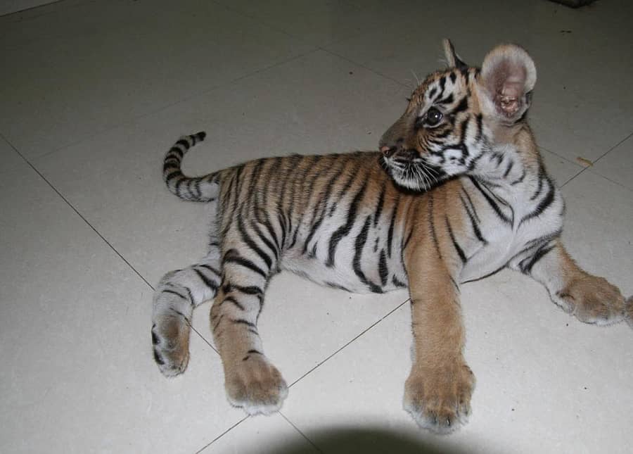 ಬನ್ನೇರುಘಟ್ಟ ಜೈವಿಕ ಉದ್ಯಾನದಲ್ಲಿ ಹುಲಿ ಅನುಷ್ಕಾಳಿಗೆ ಜನಿಸಿರುವ ಮರಿ ( ಎಡಚಿತ್ರ), ಬನ್ನೇರುಘಟ್ಟ ಜೈವಿಕ ಉದ್ಯಾನದಲ್ಲಿ ಸಿಂಹಿಣಿ ಸನಾಳಿಗೆ ಜನಿಸಿರುವ ಮರಿಗಳ ಜೋಡಿ