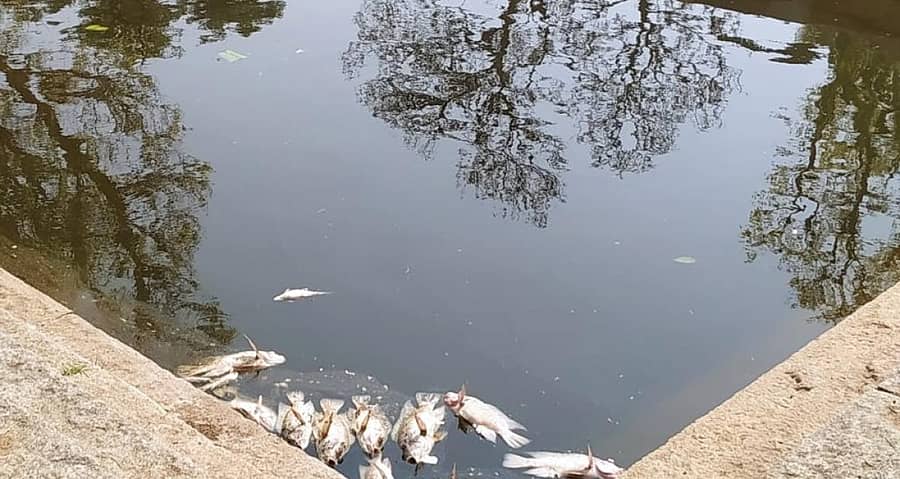 ಹಂಪಿ ಲೋಕಪಾವನಿ ಪುಷ್ಕರಣಿಯಲ್ಲಿನ ಮೀನುಗಳು ಸತ್ತು ಹೋಗಿರುವುದು