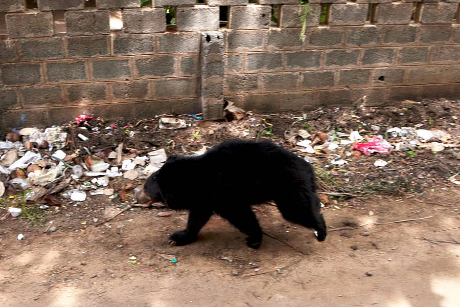 ಕೊಪ್ಪಳದ ಜನನಿಬಿಡ ಪ್ರದೇಶಕ್ಕೆ ಈಚೆಗೆ ನುಗ್ಗಿದ್ದ ಕರಡಿ ಜನರಲ್ಲಿ ಆತಂಕ ಮೂಡಿಸಿತ್ತು (ಸಂಗ್ರಹ ಚಿತ್ರ)