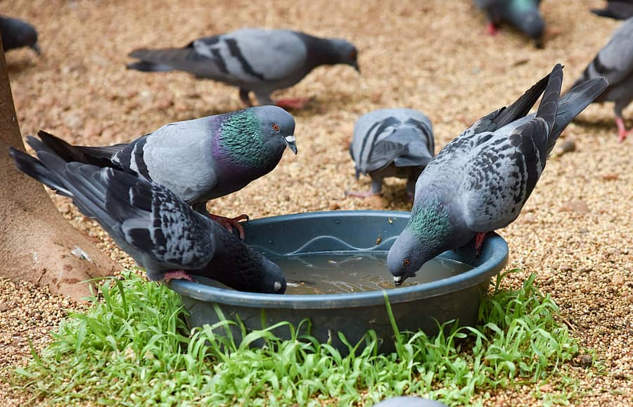 ಹಡ್ಸನ್‌ ವೃತ್ತದ ರಸ್ತೆ ಬದಿ ಬಟ್ಟಲಿನಲ್ಲಿ ಇಟ್ಟಿದ್ದ ನೀರನ್ನು ಪಾರಿವಾಳಗಳು ಕುಡಿಯುತ್ತಿರುವುದು –ಪ್ರಜಾವಾಣಿ ಚಿತ್ರ/ಇರ್ಷಾದ್‌ ಮಹಮ್ಮದ್‌