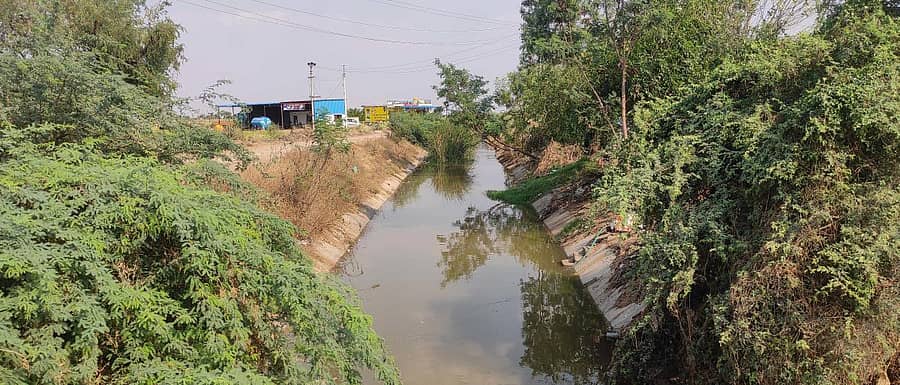 ಶಹಾಪುರ ತಾಲ್ಲೂಕಿನ ಹತ್ತಿಗೂಡೂರ ಗ್ರಾಮದ ಹತ್ತಿರದ ವಿತರಣಾ ಕಾಲುವೆಯಲ್ಲಿ ಜಾಲಿ ಗಿಡ ಬೆಳೆದಿರುವುದು
