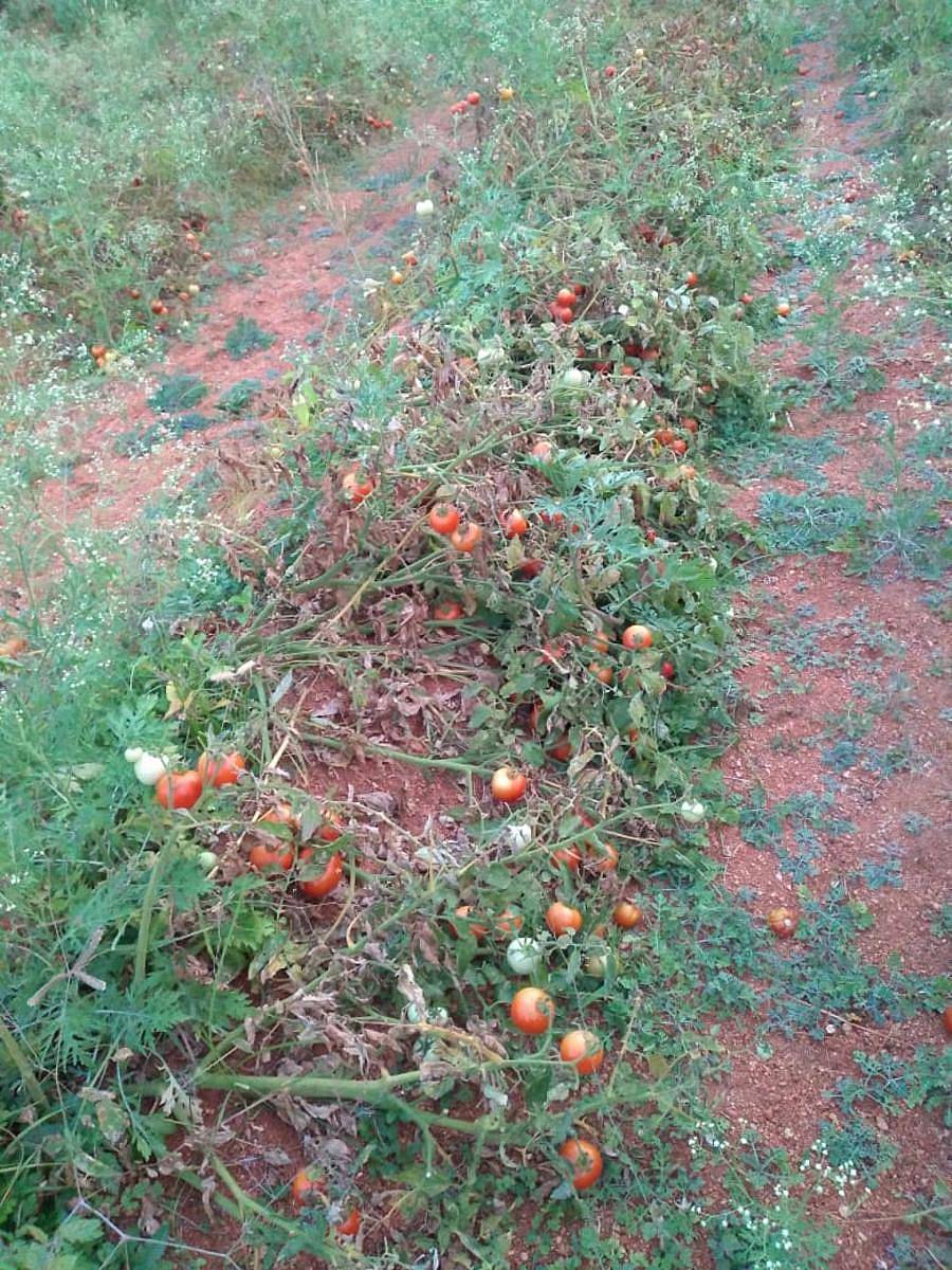 ಪಾವಗಡ ತಾಲ್ಲೂಕು ರಾಜವಂತಿ ಬಳಿ ಬೆಲೆ ಸಿಕ್ಕದ ಕಾರಣ ಟೊಮೊಟೊ ಕಟಾವು ಮಾಡದೆ ಬಿಡಲಾಗಿದೆ