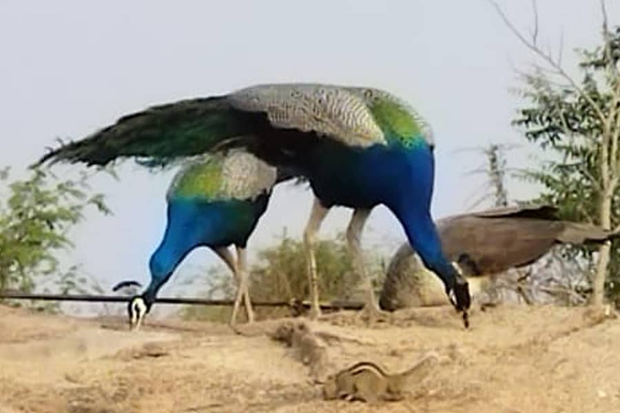 ಹನಮಸಾಗರ ಸಮೀಪದ ಚಂದಾಲಿಂಗೇಶ್ವರ ಬೆಟ್ಟದಲ್ಲಿ ಕಂಡು ಬರುವ ನವಿಲುಗಳು