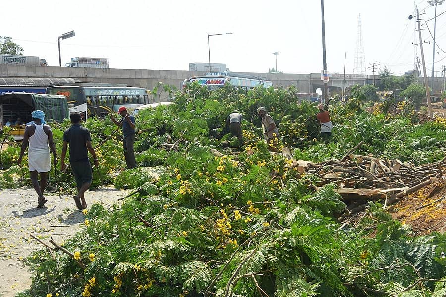 ಚಿತ್ರದುರ್ಗದ ಬಿ.ಡಿ.ರಸ್ತೆ ವಿಸ್ತರಣೆಗೆ ಹನನವಾದ ಮರಗಳು. (ಸಂಗ್ರಹ ಚಿತ್ರ)