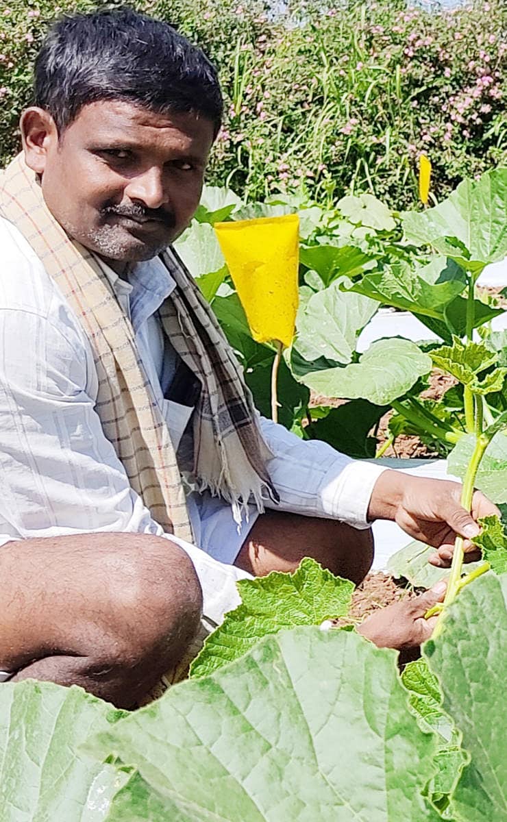 ಯಳಂದೂರು ತಾಲ್ಲೂಕಿನ ಕೊಮಾರನಪುರ ಕೃಷಿಕ ಪ್ರದೀಪ್ ಕುಮಾರ್ ಕುಂಬಳದ ಬೀಜೋತ್ಪನ್ನ ಕೃಷಿಯಲ್ಲಿ ತೊಡಗಿದ್ದಾರೆ