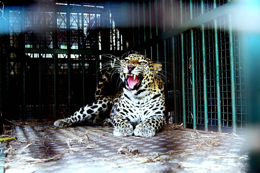 ಜಿ.ಬಿ. ಸರಗೂರಿನಲ್ಲಿ ಬೋನಿಗೆ ಬಿದ್ದ ಹೆಣ್ಣು ಚಿರತೆ