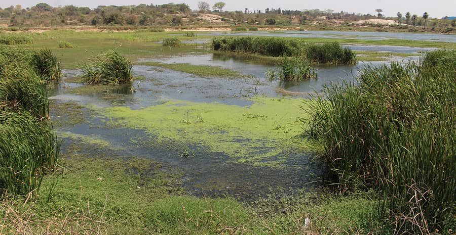 ಮಾಗಡಿ ಪಟ್ಟಣದ ಗೌರಮ್ಮನ ಕೆರೆಯಲ್ಲಿ ಸಂಗ್ರಹವಾಗಿರುವ ಒಳಚರಂಡಿಯ ಕಲುಷಿತ ನೀರು