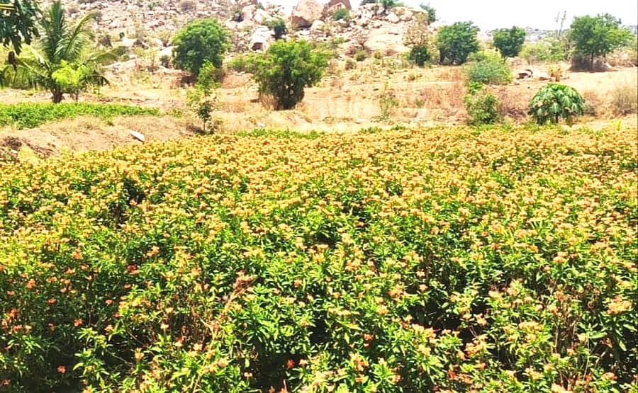 ಮೊಳಕಾಲ್ಮುರು ತಾಲ್ಲೂಕಿನ ಜೆ.ಬಿ. ಹಳ್ಳಿ ಬಳಿಯ ಕನಕಾಂಬರ ಹೂವಿನ ತೋಟ