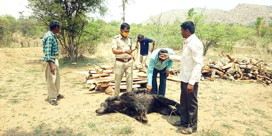ಮೊಳಕಾಲ್ಮುರಿನ ಸಸ್ಯಕ್ಷೇತ್ರದಲ್ಲಿ ಕರಡಿ ಶವಸಂಸ್ಕಾರ ಮಾಡಲಾಯಿತು.