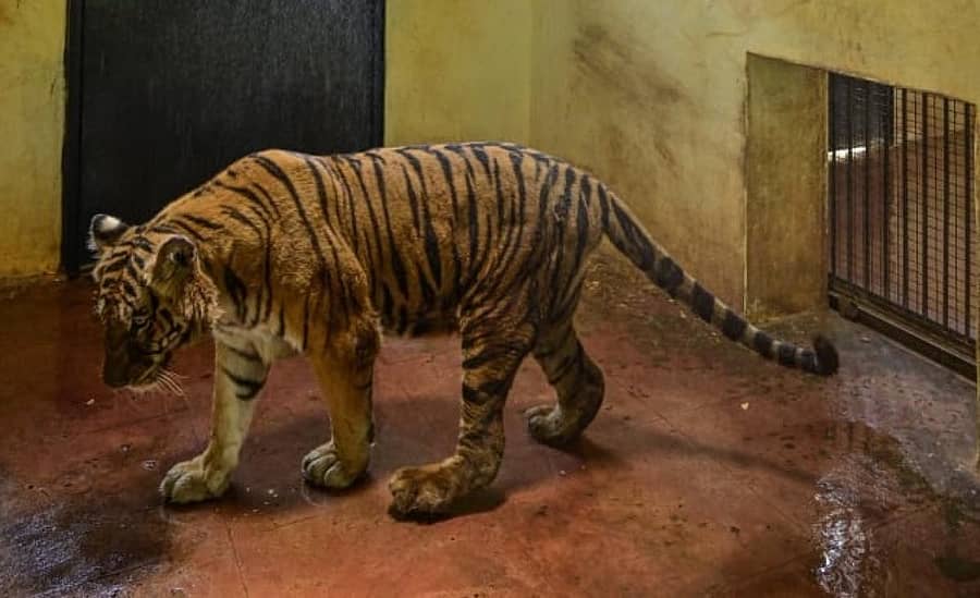 ಹೊಸಪೇಟೆ ತಾಲ್ಲೂಕಿನ ಕಮಲಾಪುರ ಸಮೀಪದ ಅಟಲ್ ಬಿಹಾರಿ ವಾಜಪೇಯಿ ಉದ್ಯಾನದ ಹುಲಿ ಮನೆಯಲ್ಲಿರುವ ‘ರಮ್ಯಾ‘