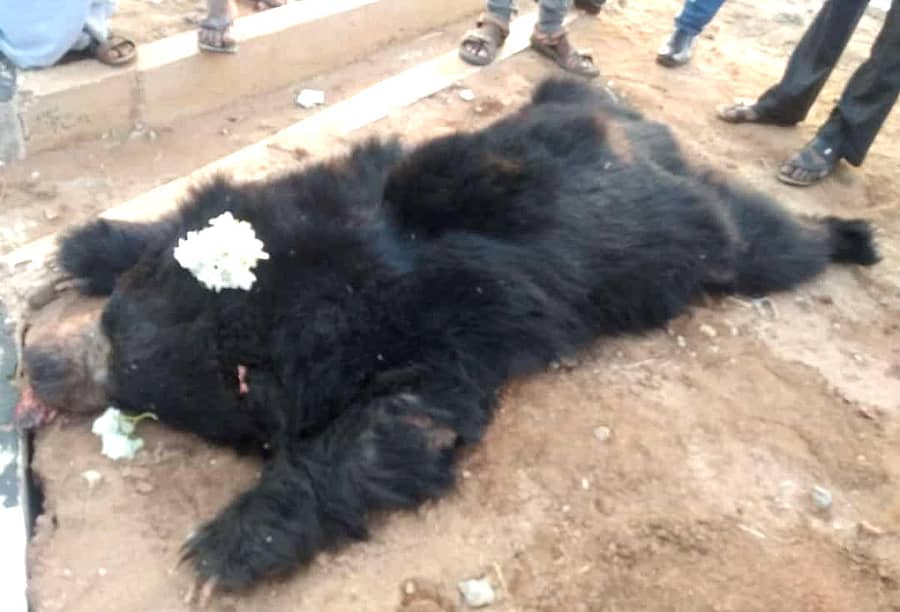 ಮೊಳಕಾಲ್ಮುರು ತಾಲ್ಲೂಕಿನ ಹಾನಗಲ್ ಕ್ರಾಸ್ ಬಳಿ ಮಂಗಳವಾರ ಬೆಳಗಿನ ಜಾವ ಕಾರು ಡಿಕ್ಕಿ ಹೊಡೆದು ಮೃತಪಟ್ಟಿರುವ ಕರಡಿ.