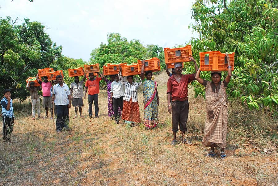 ರಾಮನಗರ ತಾಲ್ಲೂಕಿನ ಅರೇಹಳ್ಳಿ ಗ್ರಾಮದ ತೋಟದಲ್ಲಿ ಮಾವಿನ ಕೊಯ್ಲಿನ ನಂತರ ಕ್ರೇಟ್ ಹೊತ್ತು ಸಾಗಿದ ಕಾರ್ಮಿಕರು –ಪ್ರಜಾವಾಣಿ ಚಿತ್ರ